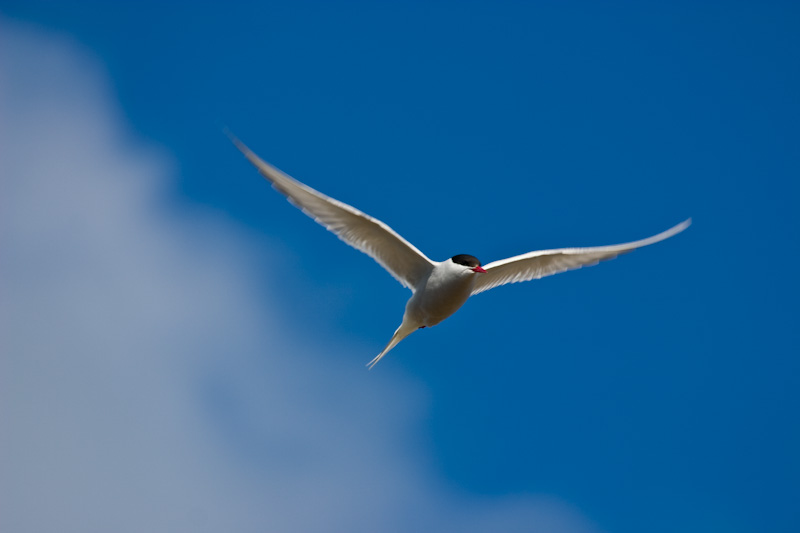 Arctic Tern In Flight